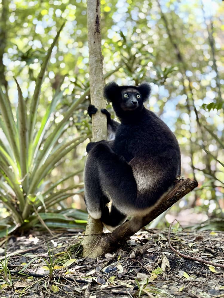 Black Lemur Forest Gaze by Serge Melesan — canvas wall art