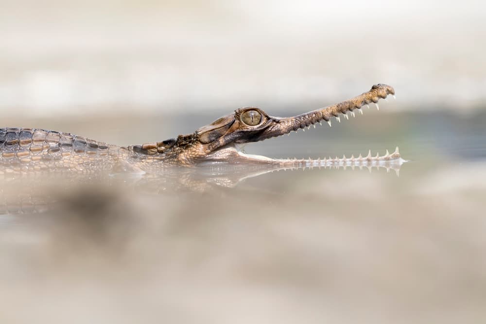 Gharial Open Jaw by Fauzan Maududdin — canvas wall art