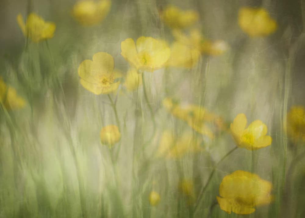 Dreamy Buttercup Field by Marie-anne Stas — canvas wall art