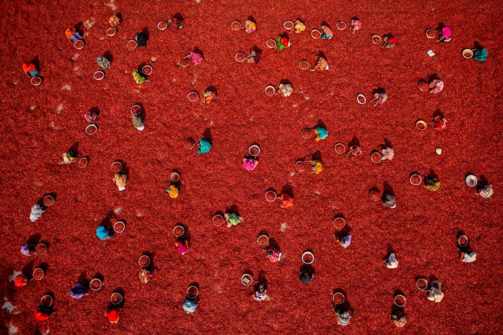 Vibrant Red Chili Harvest by Azim Khan Ronnie — canvas wall art