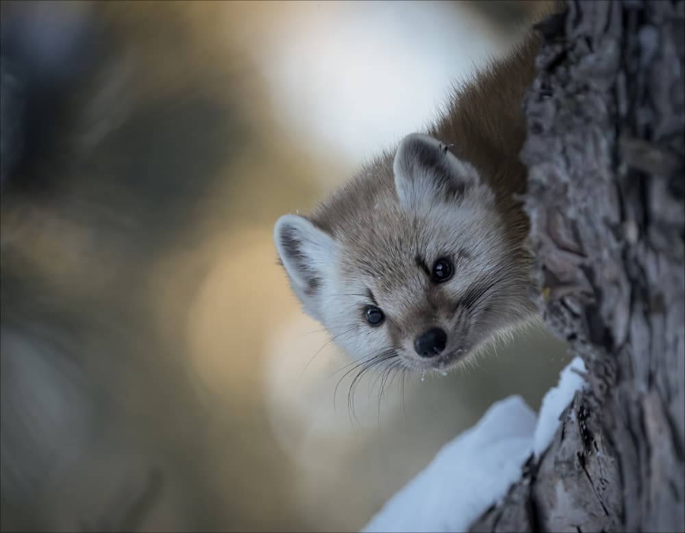Curious Forest Marten by Emma Zhao — canvas wall art