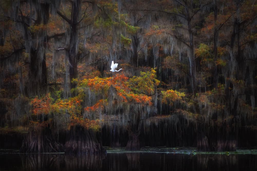 Autumn Swamp Egret Flight by Ruiqing P. — canvas wall art