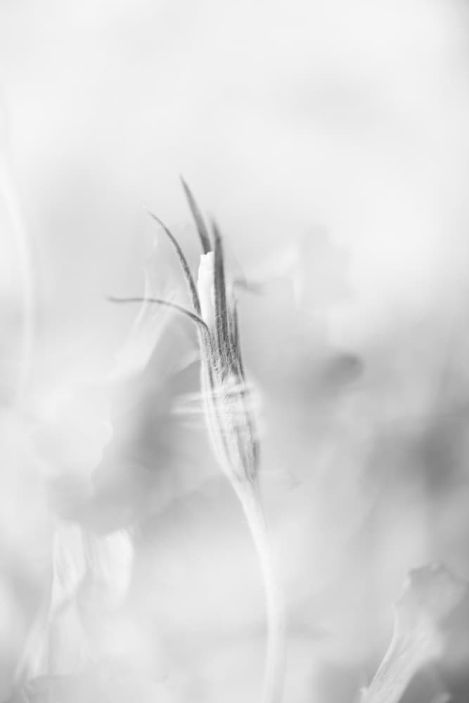 Delicate Plant Sprout by Lynann Colligan — canvas wall art