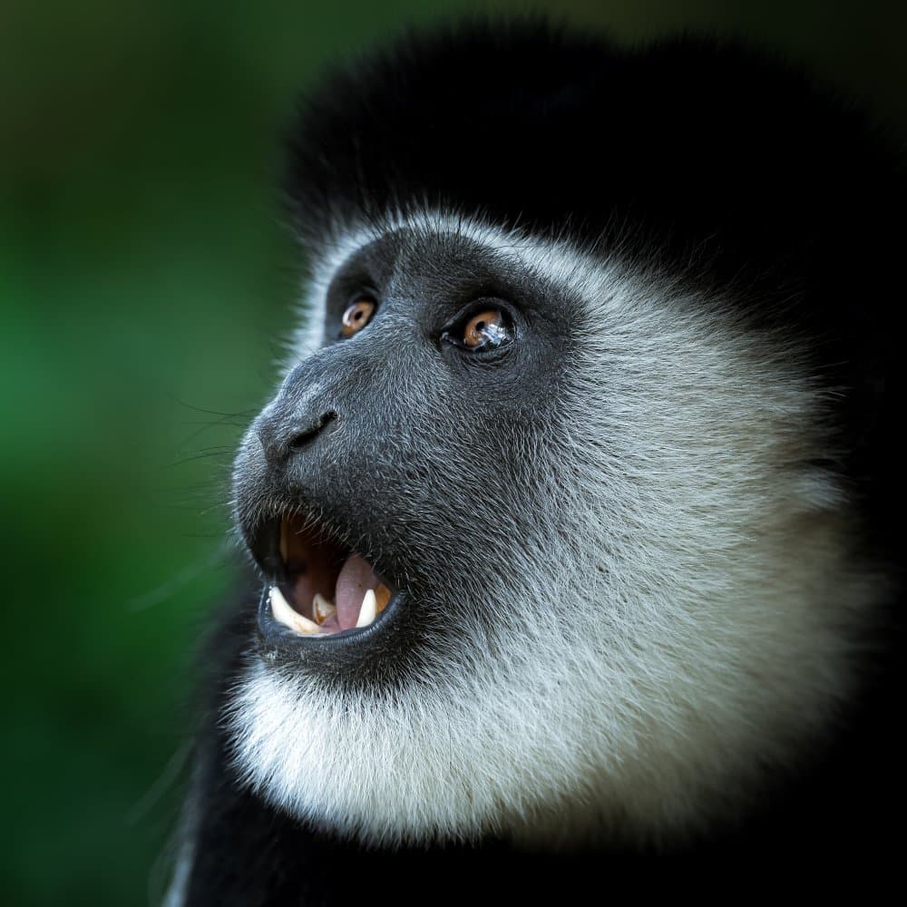 Expressive Colobus Monkey by Ahmed Sobhi — canvas wall art