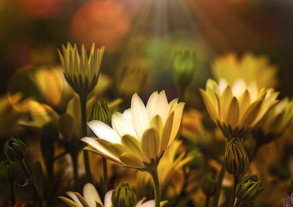 Golden Flower Glow by Anna Cseresnjes — canvas wall art