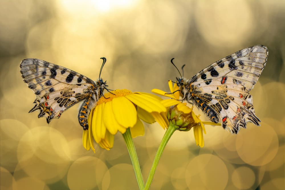 Butterflies on Yellow Blooms by Mustafa öztürk — canvas wall art