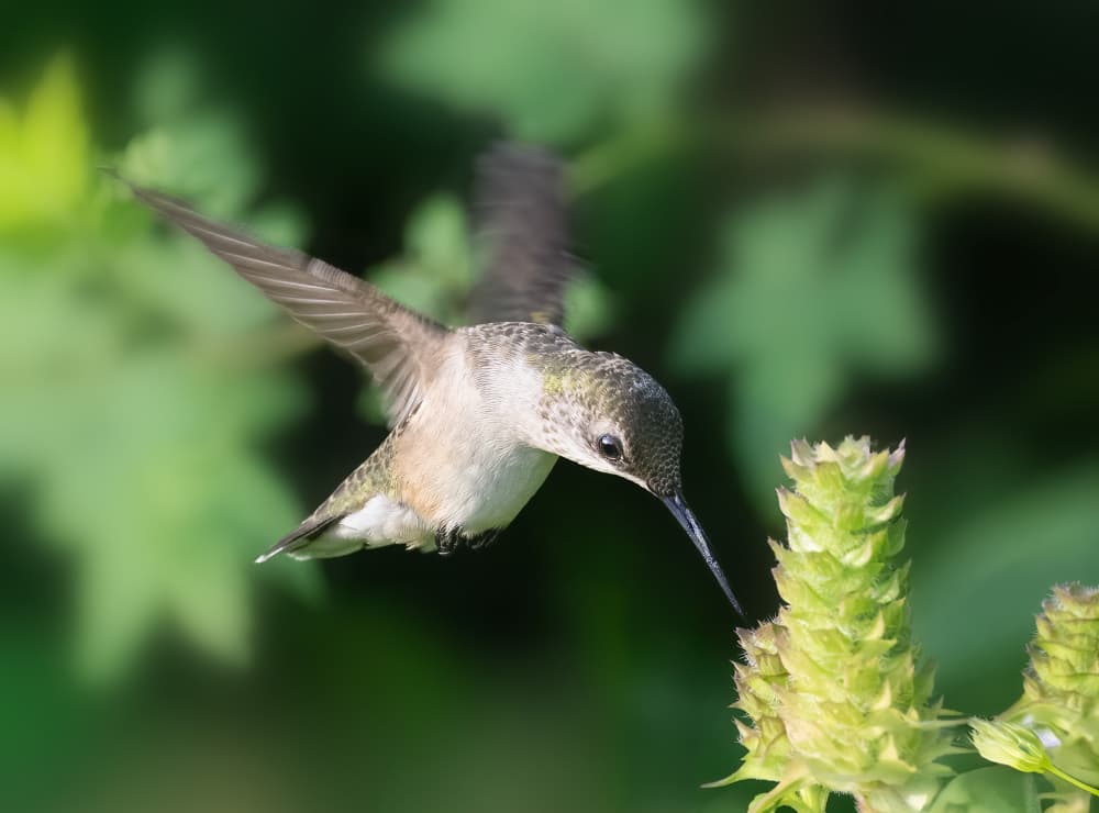 Hummingbird Nectar Seeker by Robert Zhang — canvas wall art