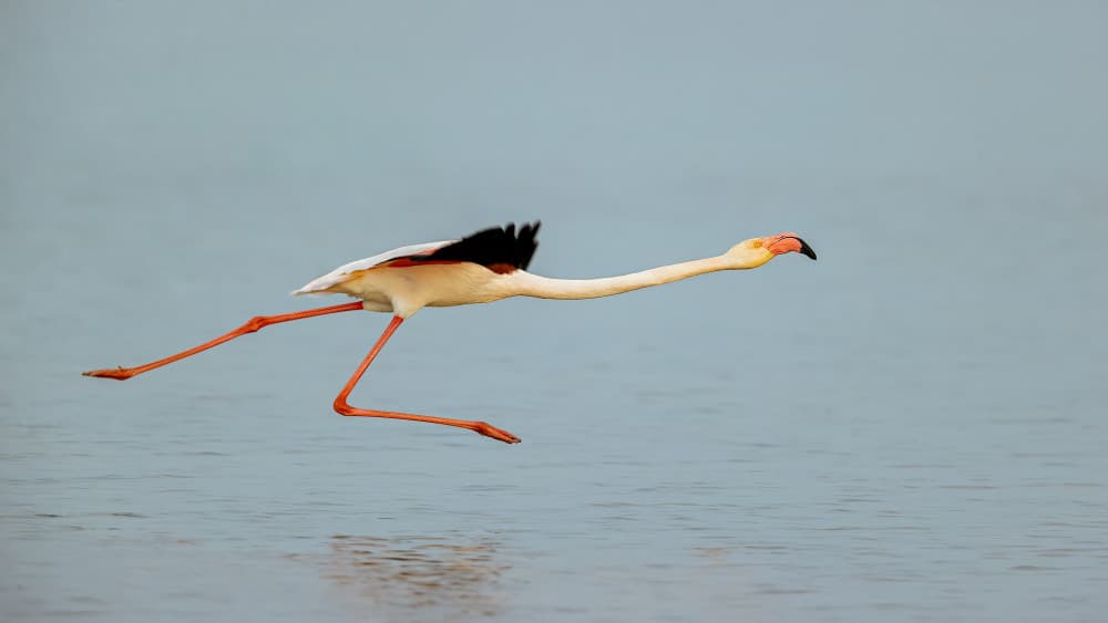 Flamingo Taking Flight by Joan Gil Raga — canvas wall art