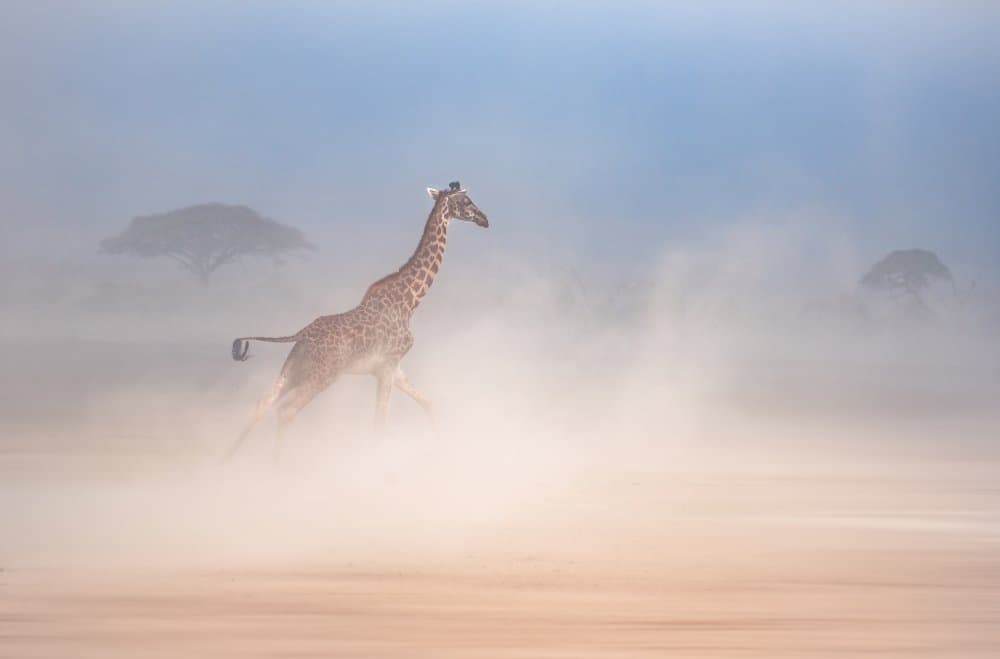 Majestic Giraffe Run by Isam Telhami — canvas wall art