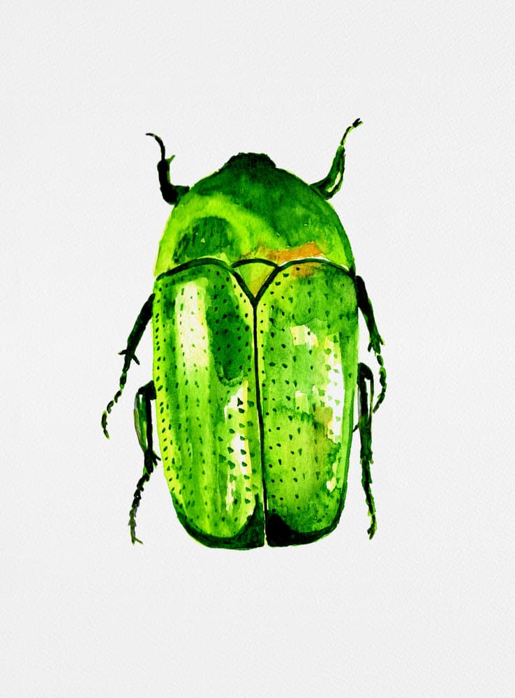 Green Beetle Watercolor by Kata Botanical — canvas wall art