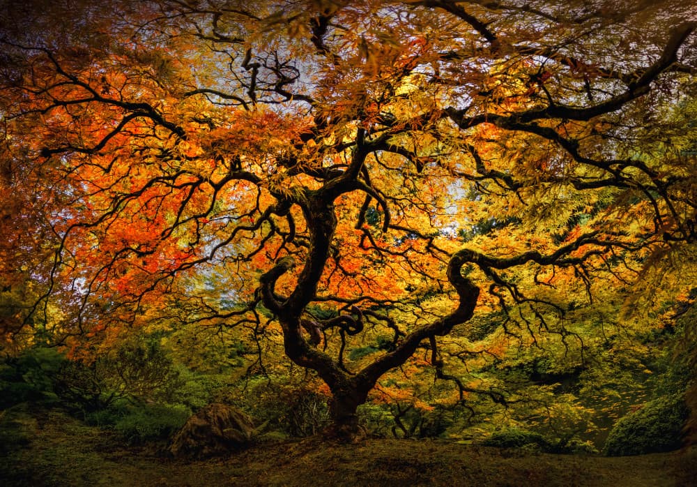 Vibrant Fall Maple Tree by Yanny Liu — canvas wall art
