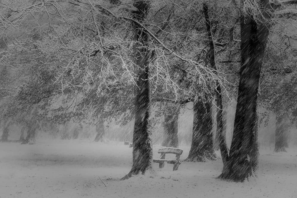 Snowy Park Bench by Saskia Dingemans — canvas wall art