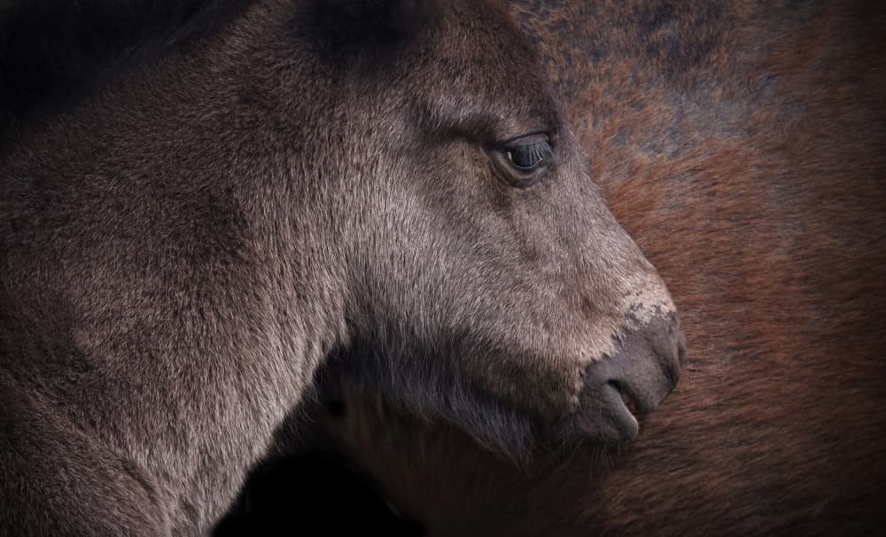 Young Foal Close Up by Jan Scheunders — canvas wall art