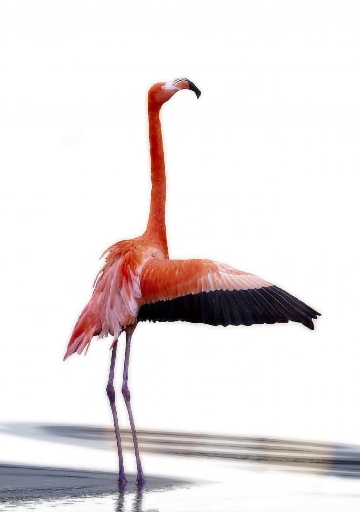 Elegant Pink Flamingo by Anna Cseresnjes — canvas wall art