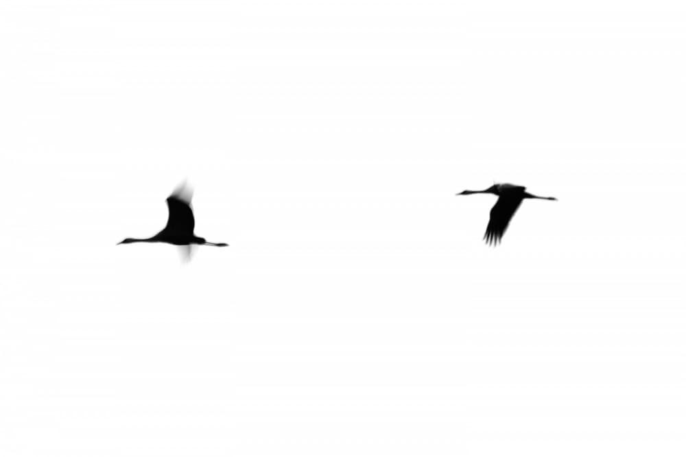 Flying Cranes Silhouette by Tal Paz-Fridman — canvas wall art