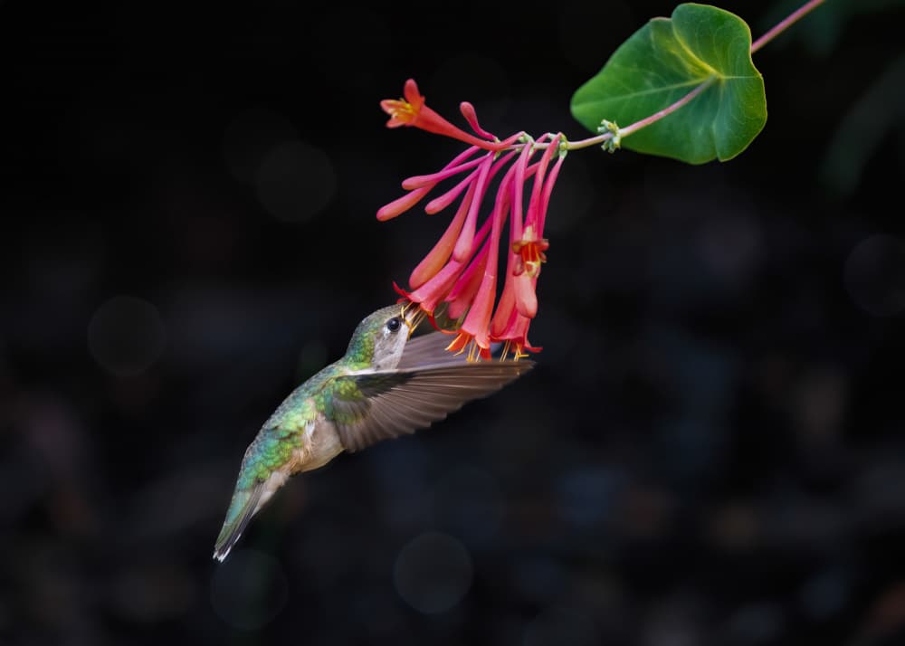 Hummingbird Feeding Honeysuckle by Li Chen — canvas wall art