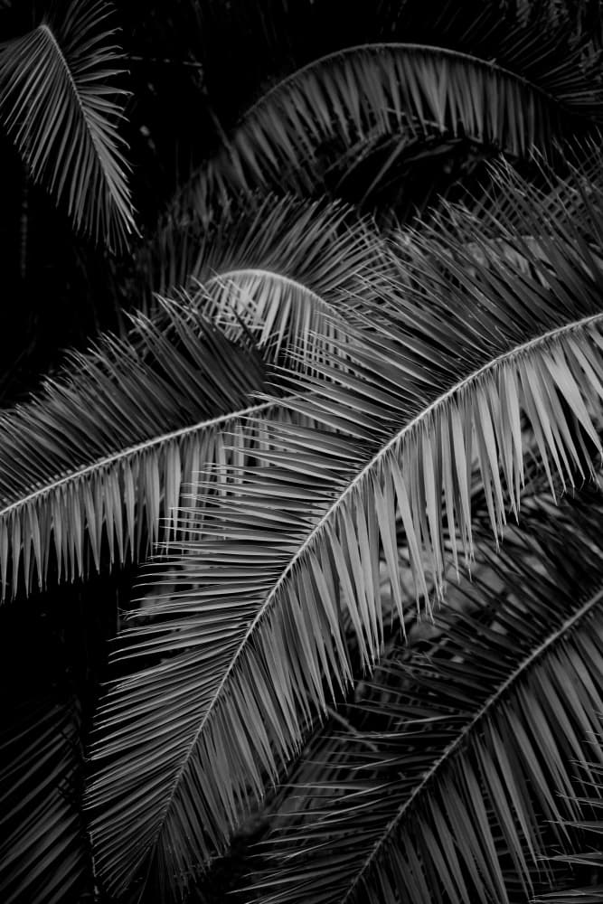 Dark Tropical Leaves by Henrike Schenk — canvas wall art