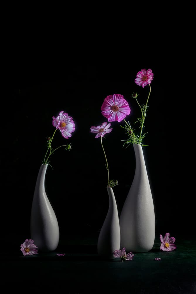 Elegant Cosmos Still Life by Lydia Jacobs — canvas wall art