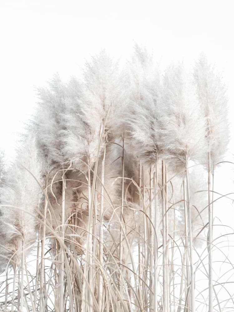 Soft Pampas Grass by Magda Izzard — canvas wall art