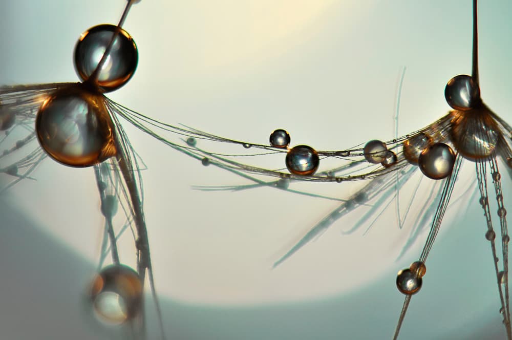 Dew Drop Reflections by Heidi Westum — canvas wall art