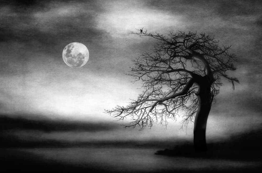 Solitary Moonlit Tree by Charlaine Gerber — canvas wall art
