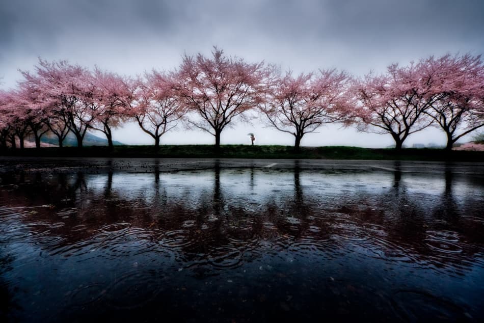Rainy Cherry Blossom Reflections by Kouji Tomihisa — canvas wall art