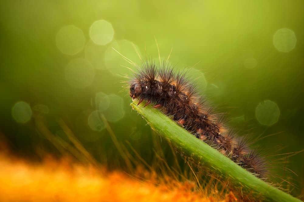 Hairy Caterpillar Macro by Fauzan Maududdin — canvas wall art