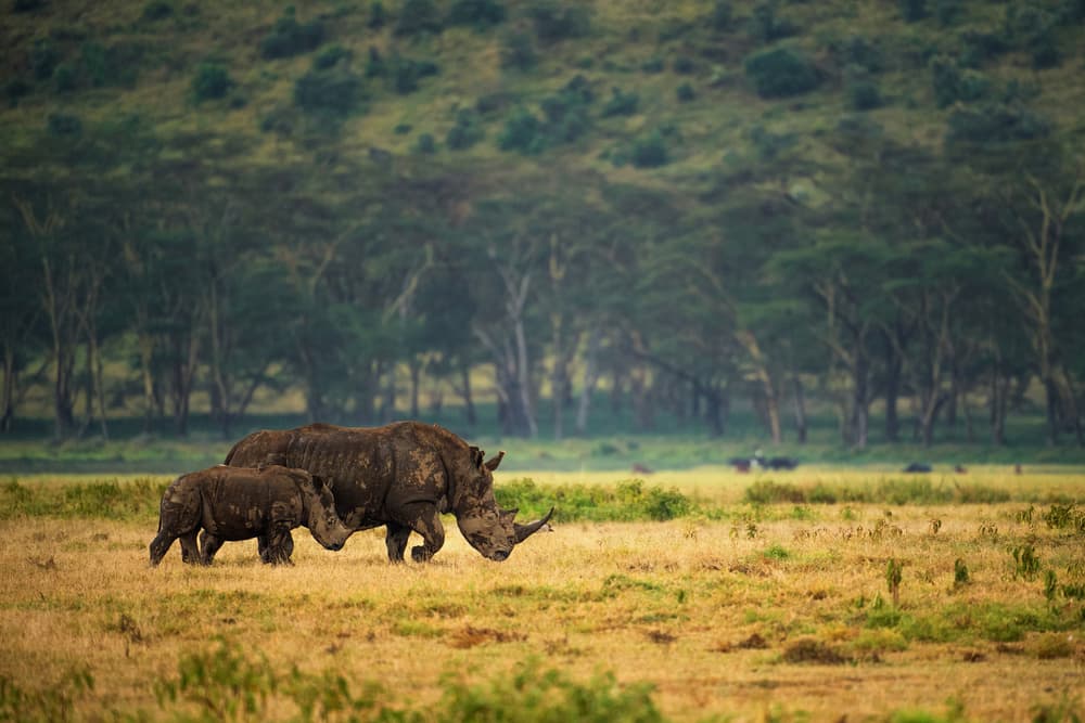 Rhino Mother and Calf by Mohammed Alnaser — canvas wall art