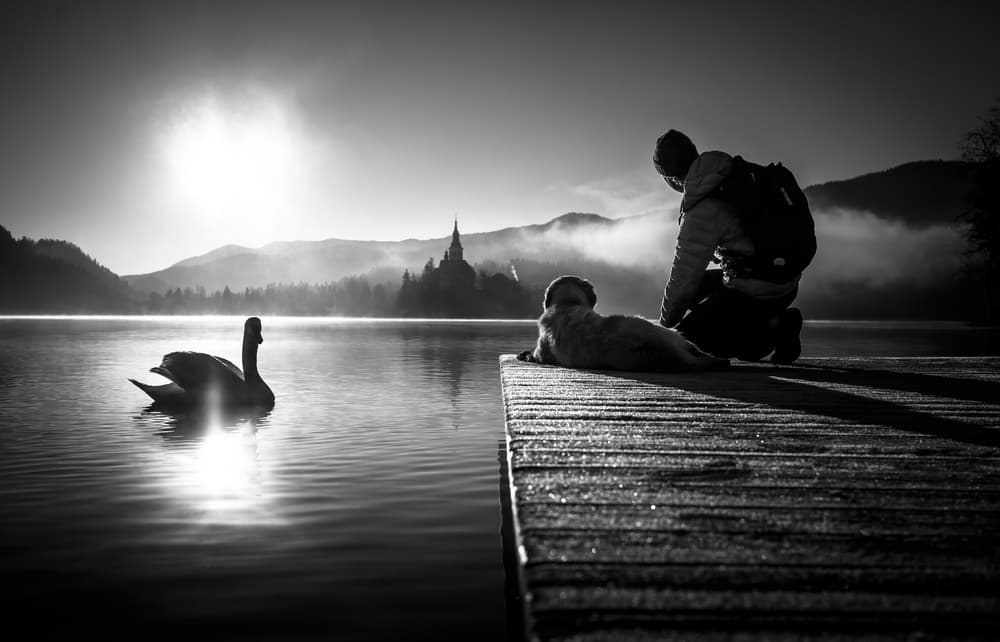 Misty Lake Bled Morning by Sandi Bertoncelj — canvas wall art