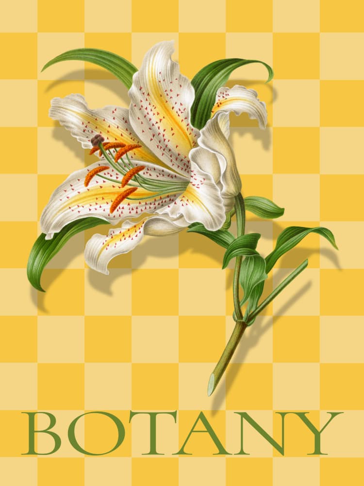 Spotted Lily Botanical by Marja van den Hurk — canvas wall art