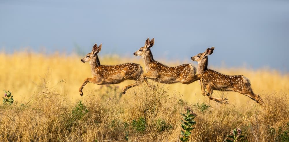 Three Fawns Leaping by verdon — canvas wall art