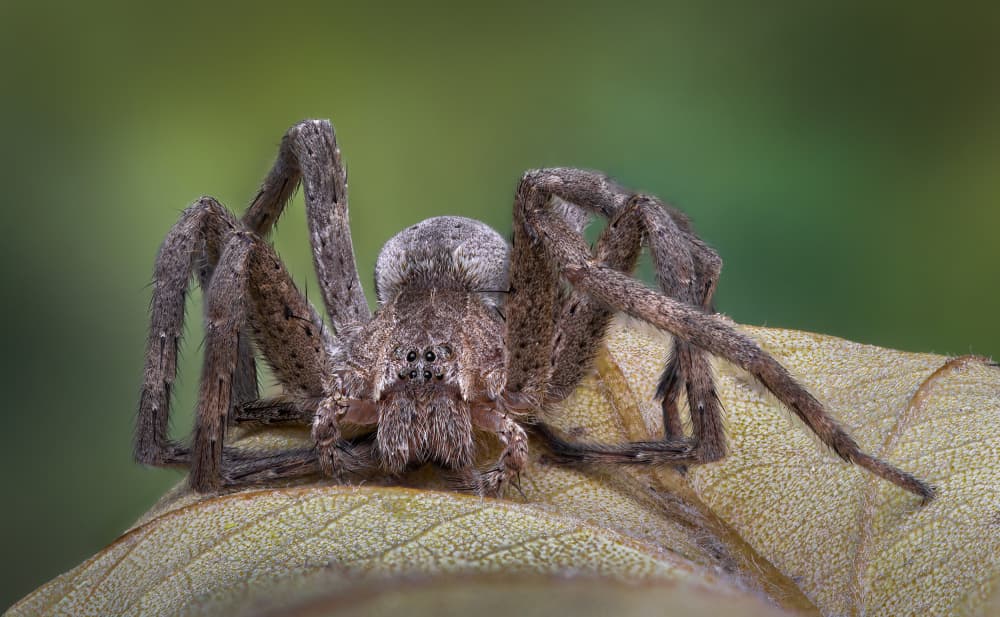 Hairy Brown Spider by Atul Saluja — canvas wall art