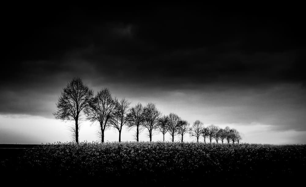 Moody Tree Line by Adam Dauria ☂ — canvas wall art