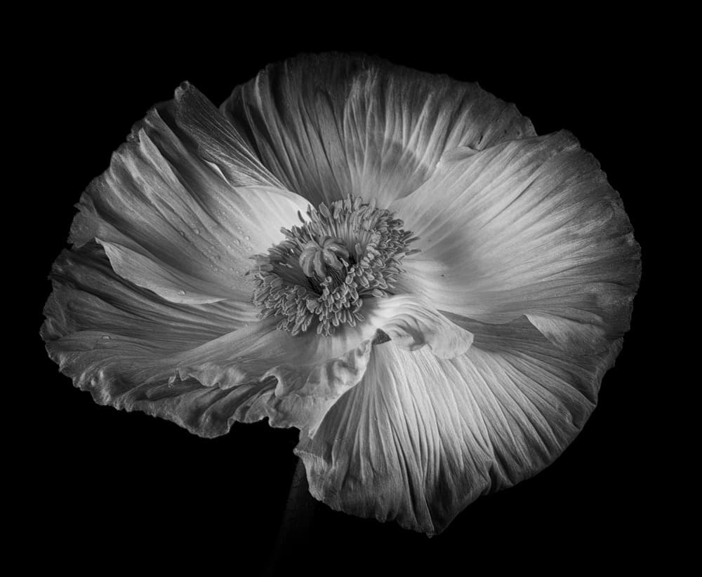 Dramatic Poppy Bloom by Penny Myles — canvas wall art