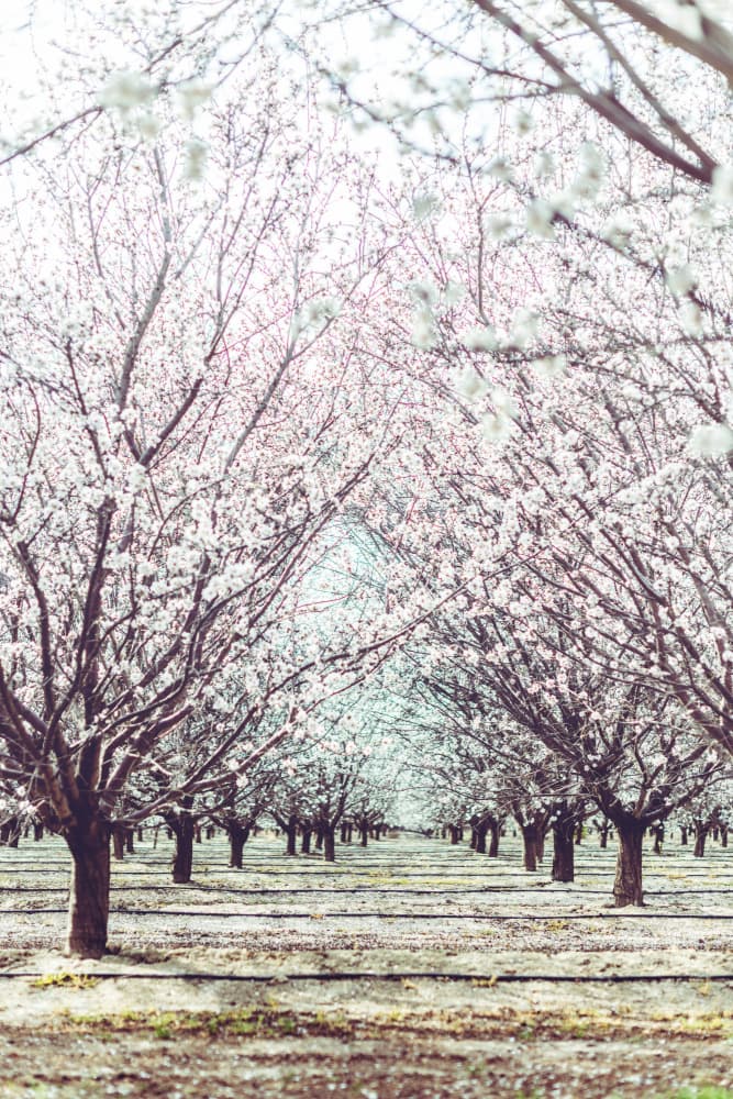 Serene Blossom Alley by Tim Mossholder — canvas wall art