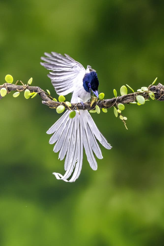 Elegant Paradise Flycatcher by Sally Widjaja — canvas wall art