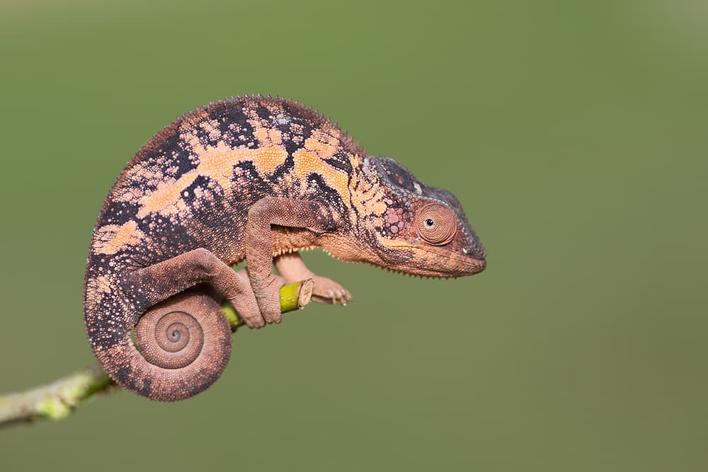 Patterned Chameleon on Branch by Marco Pozzi — canvas wall art