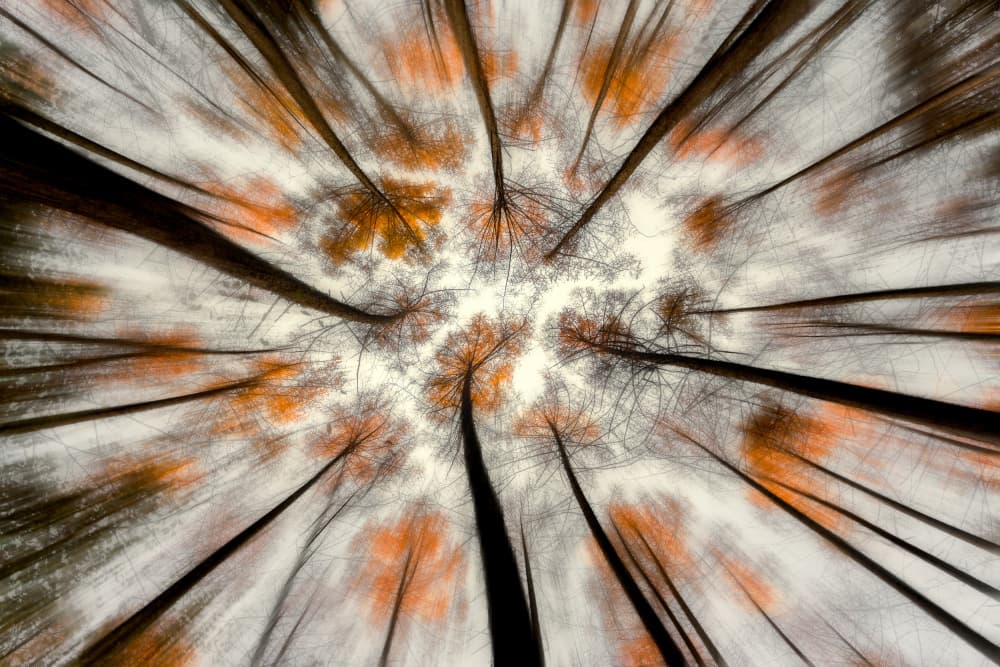 Autumn Trees Upward by Masaki Sugita — canvas wall art