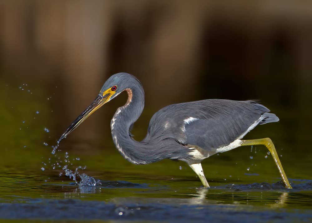 Tricolored Heron Fishing by verdon — canvas wall art