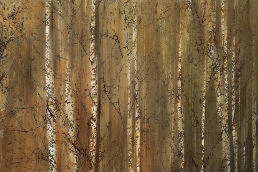 Wallpaper by Nel Talen — canvas wall art