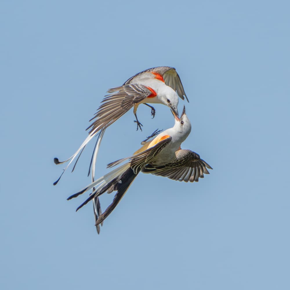 Graceful Scissor-tailed Flight by Alex Li — canvas wall art
