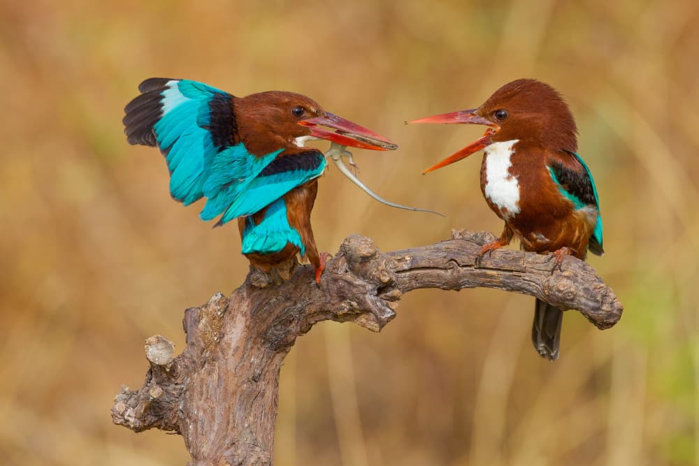 Kingfishers' Wild Catch by David Manusevich — canvas wall art