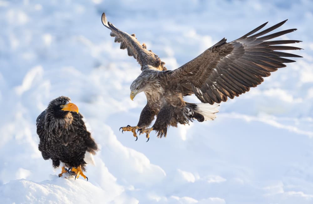 Winter Eagle Showdown by Yanny Liu — canvas wall art