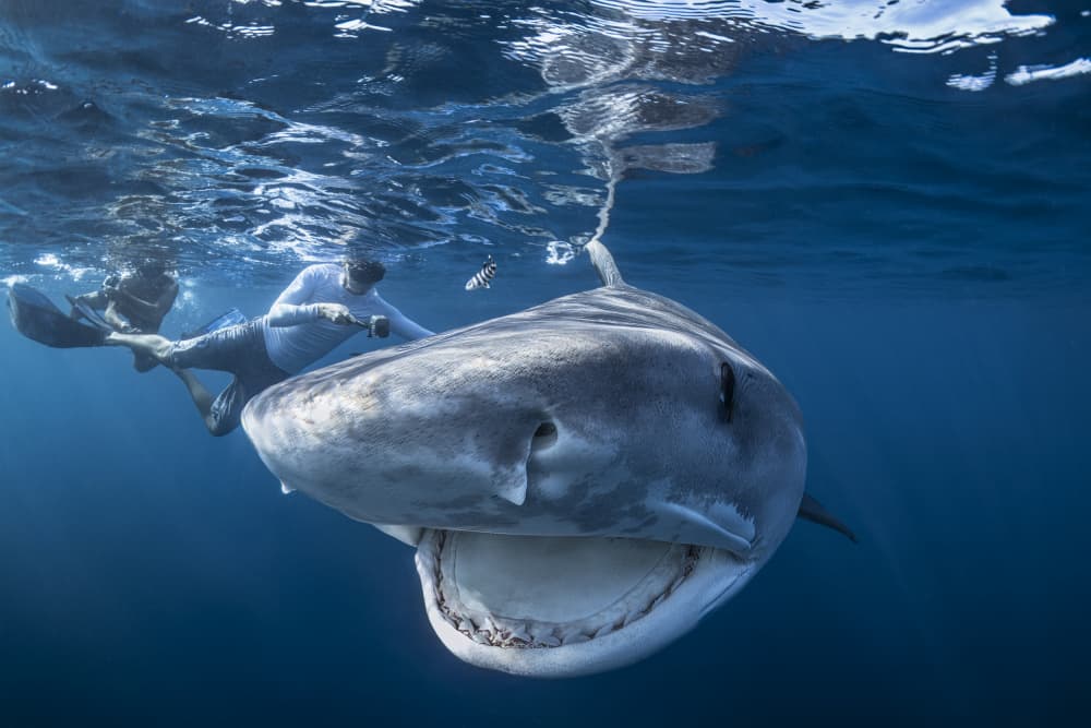 Tiger Shark Encounter by Barathieu Gabriel — canvas wall art