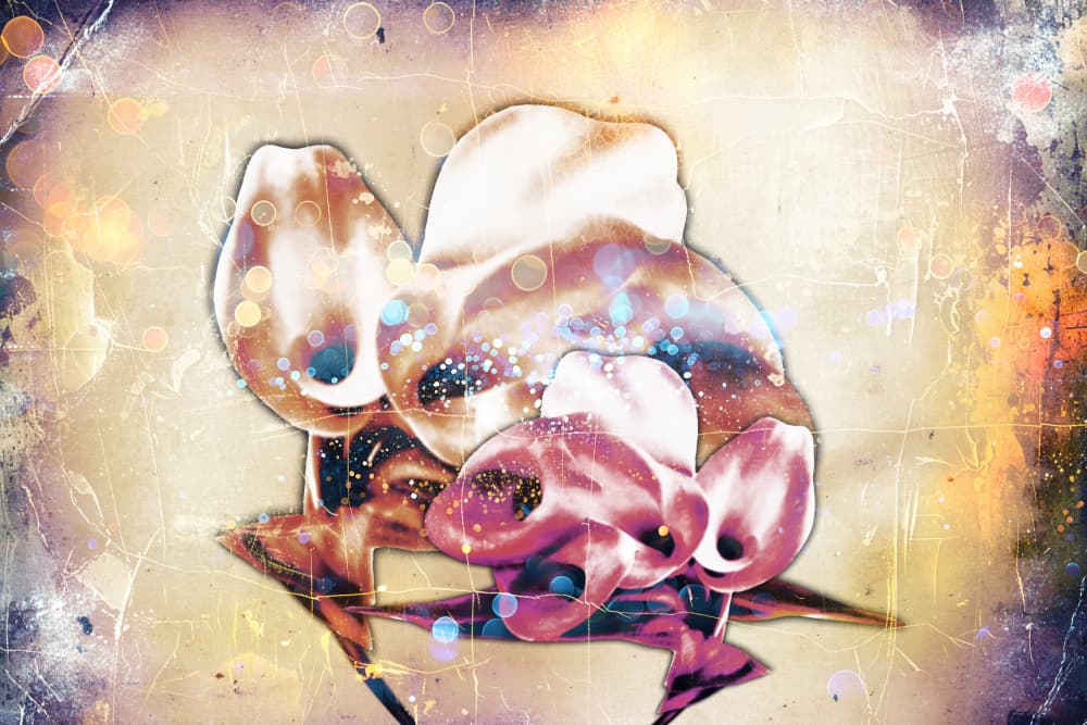 Dreamy Organic Glow by Rafal Kulik — canvas wall art