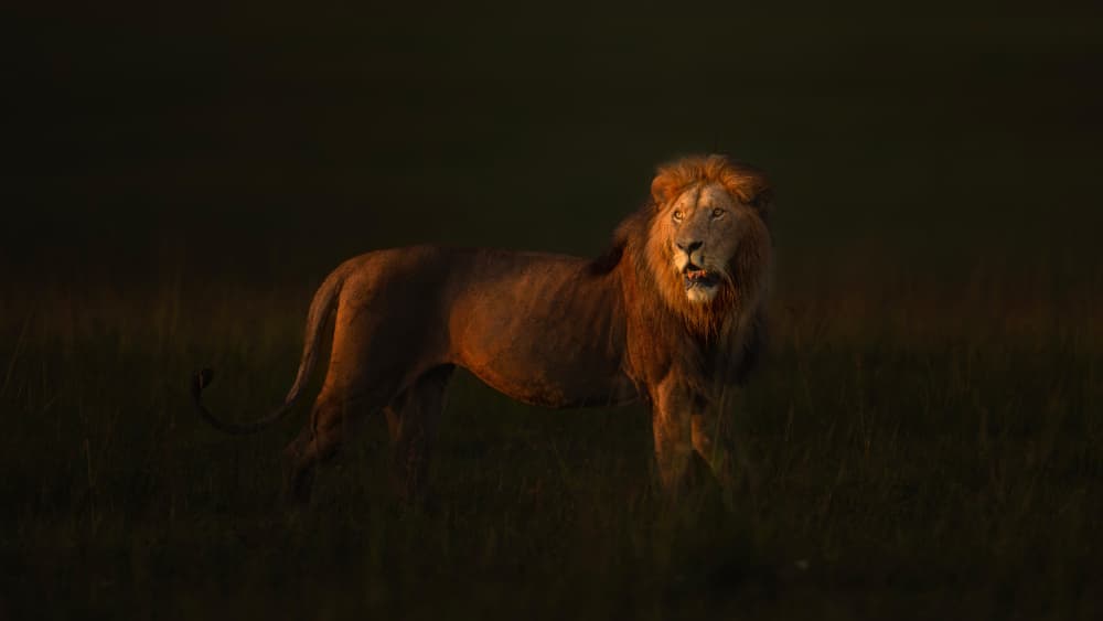 Majestic Lion Golden Light by Jie Fischer — canvas wall art