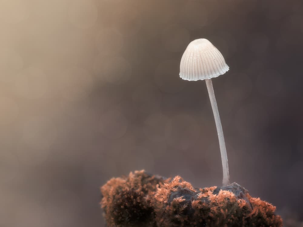 Delicate Forest Mushroom by Cristiano Giani — canvas wall art