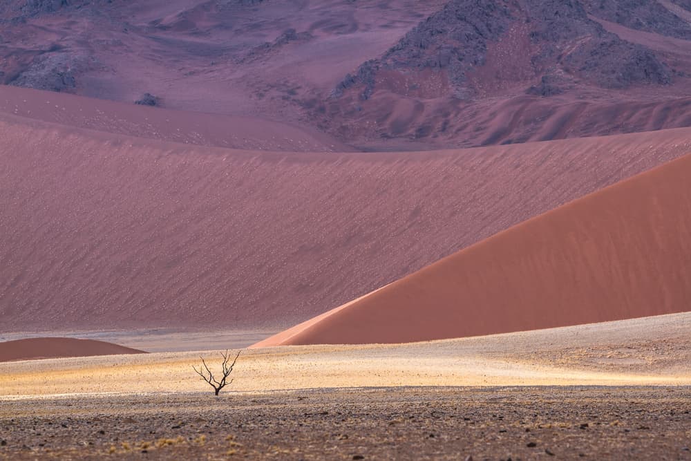 Lonely Desert Tree by Marco Tagliarino — canvas wall art