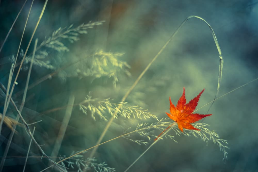 Red Maple Leaf Serenity by Shihya Kowatari — canvas wall art