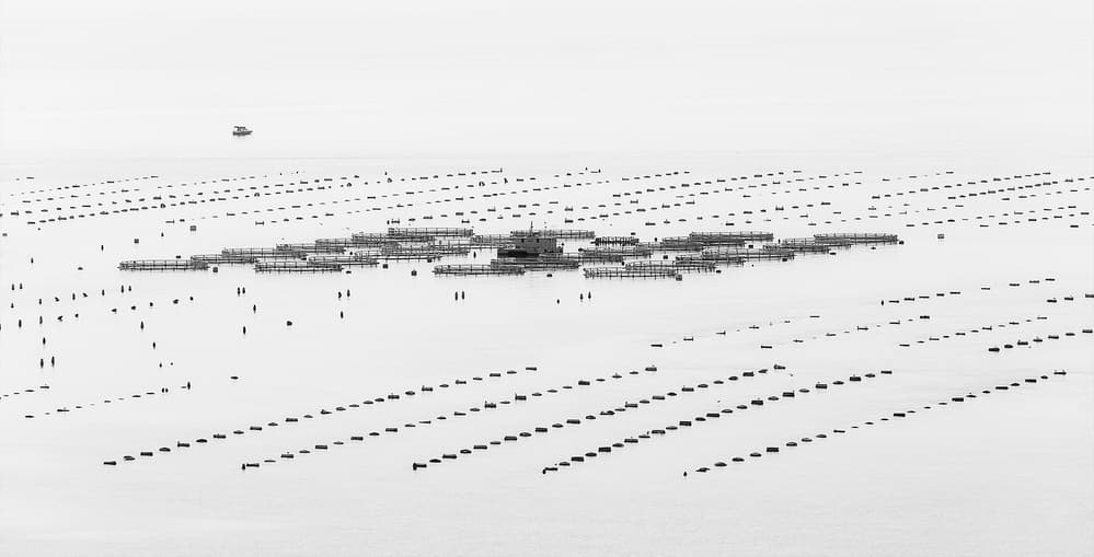 Oyster Farm Patterns by Uschi Hermann — canvas wall art